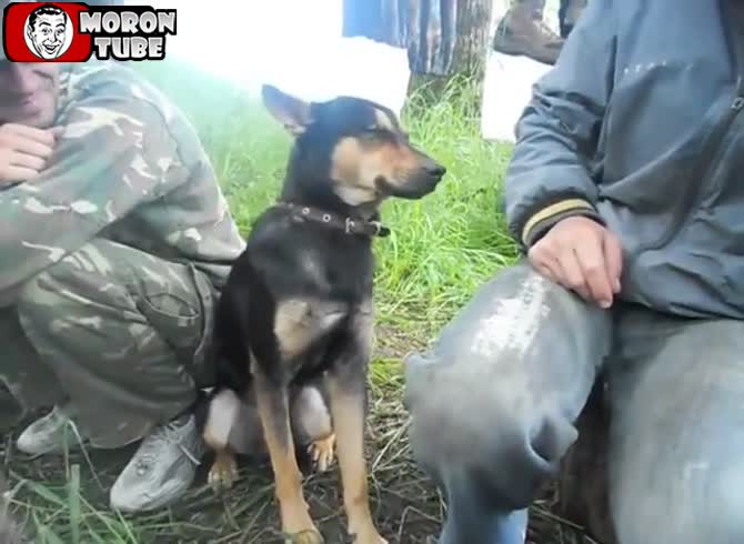 Video :A dog who is struggling to fall asleep